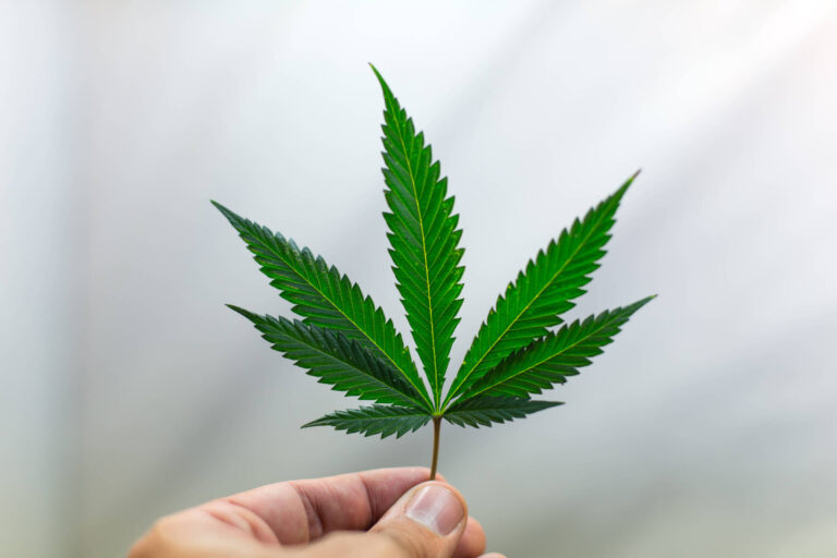 folha da maconha