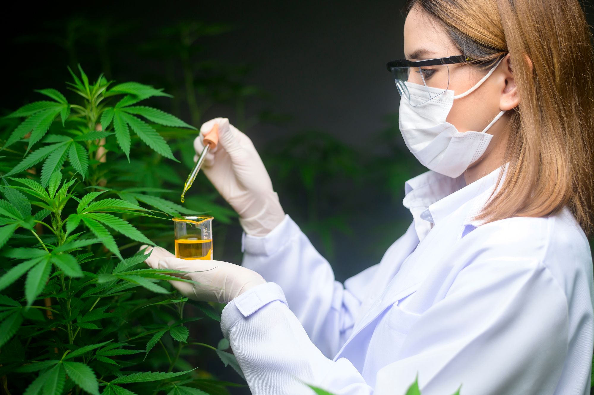 analise de oleos de cannabis