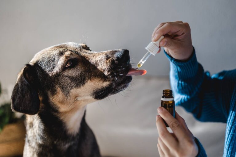 formas farmacêuticas de cannabis para animais
