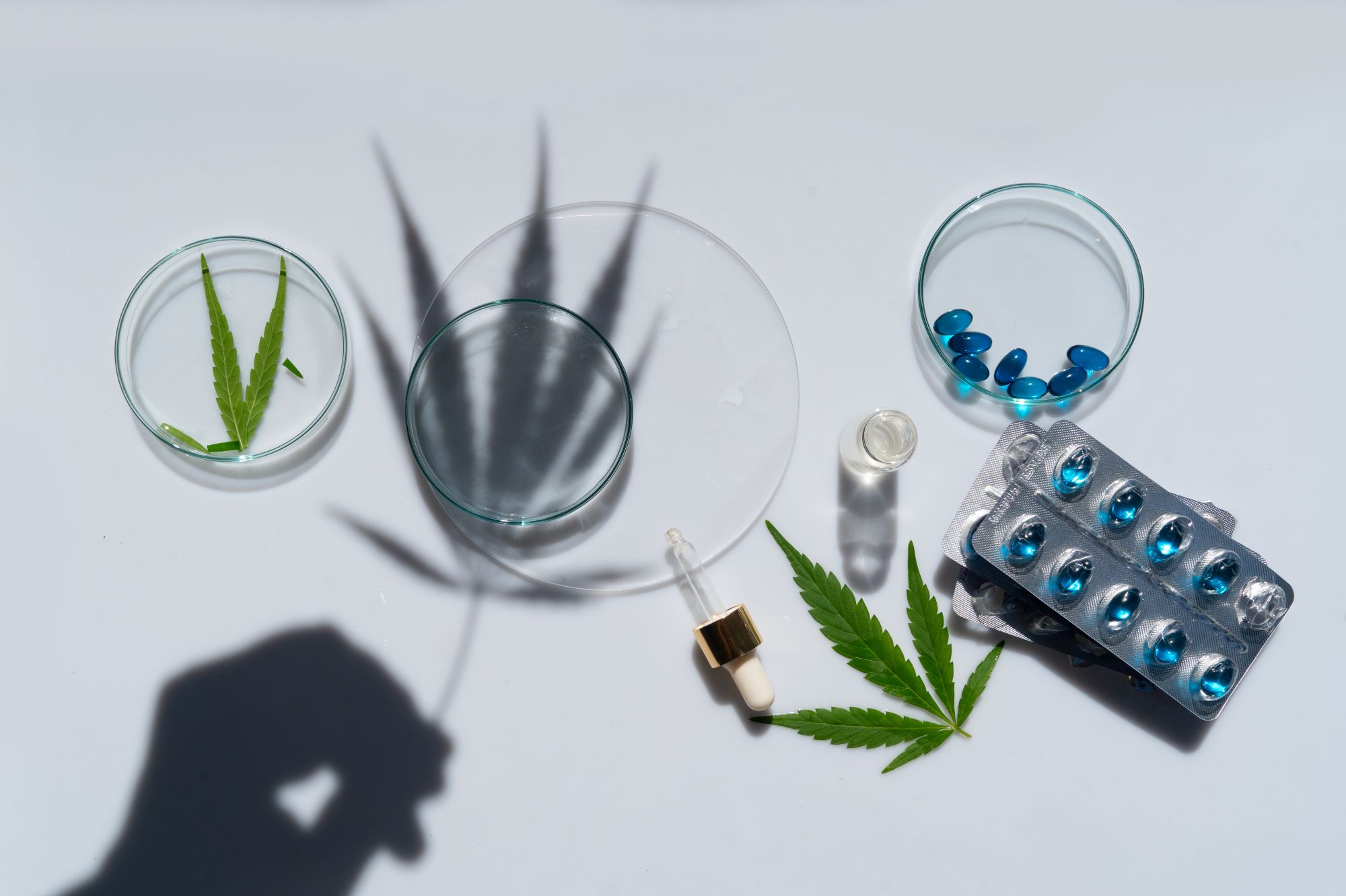 termo de consentimento na prescrição de cannabis