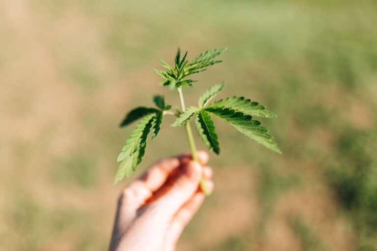 cannabis medicinal no sus